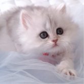 ペルシャ(チンチラ)