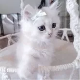 ペルシャ(チンチラ)
