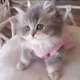 ペルシャ(チンチラ)