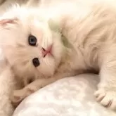 ミヌエット(長足)【千葉県・男の子・2025年6月17日・クリーム】の写真1