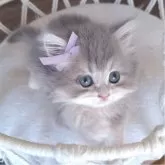 ペルシャ(チンチラ)