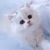 ペルシャ(チンチラ)