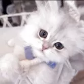 ペルシャ(チンチラ)