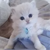 ミヌエット(長足)