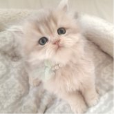 ペルシャ(チンチラ)