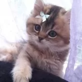 ペルシャ(チンチラ)