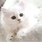 ペルシャ(チンチラ)