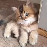 ペルシャ(チンチラ)