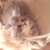 ミヌエット(長足)