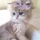 ペルシャ(チンチラ)