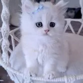 ペルシャ(チンチラ)
