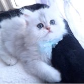 ペルシャ(チンチラ)