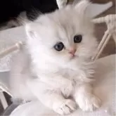 ペルシャ(チンチラ)