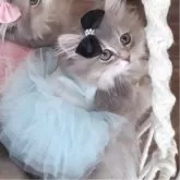 ペルシャ(チンチラ)