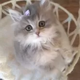 ペルシャ(チンチラ)