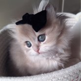 ペルシャ(チンチラ)