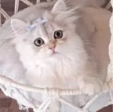 ペルシャ(チンチラ)