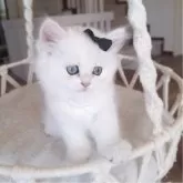 ペルシャ(チンチラ)