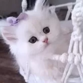 ペルシャ(チンチラ)