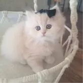 ミヌエット(長足)