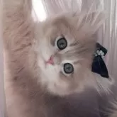 ペルシャ(チンチラ)