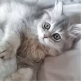 ペルシャ(チンチラ)