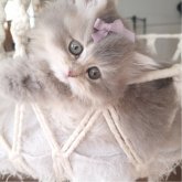 ペルシャ(チンチラ)
