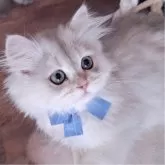 ペルシャ(チンチラ)