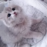 ペルシャ(チンチラ)