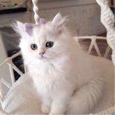 ペルシャ(チンチラ)