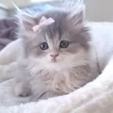 ペルシャ(チンチラ)