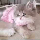 ペルシャ(チンチラ)