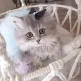 ペルシャ(チンチラ)