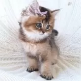ペルシャ(チンチラ)