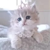 ペルシャ(チンチラ)