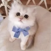 ペルシャ(チンチラ)