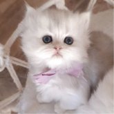 ペルシャ(チンチラ)