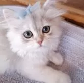 ペルシャ(チンチラ)