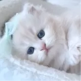 ミヌエット(長足)