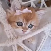 ペルシャ(チンチラ)