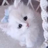 ペルシャ(チンチラ)