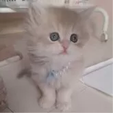 ペルシャ(チンチラ)【千葉県・男の子・2024年12月6日・ブルーチンチラゴールデン】の写真2