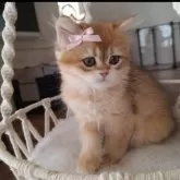 ペルシャ(チンチラ)【千葉県・女の子・2025年7月20日・ゴールデン】の写真2