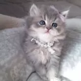 ミヌエット(長足)【千葉県・女の子・2025年11月2日・ブルー&ホワイト】の写真2