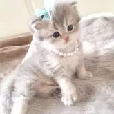 ミヌエット(長足)【千葉県・男の子・2025年10月13日・ブルークリーム】の写真2