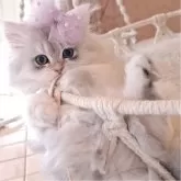 ミヌエット(長足)【千葉県・女の子・2025年12月8日・ブルーシルバー】の写真2