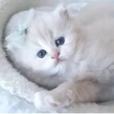 ミヌエット(長足)【千葉県・男の子・2025年6月17日・クリーム】の写真3