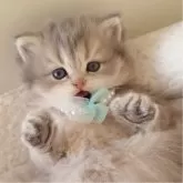 ミヌエット(長足)【千葉県・男の子・2025年10月13日・ブルークリーム】の写真3