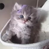 ミヌエット(長足)【千葉県・女の子・2025年11月2日・ブルー&ホワイト】の写真4