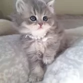 ミヌエット(長足)【千葉県・女の子・2025年11月2日・ブルー&ホワイト】の写真4